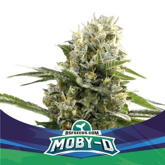 Moby-D XXL Auto (BSF Seeds) Feminiserede