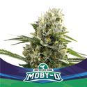 Moby-D XXL Auto (BSF Seeds) Feminiserede