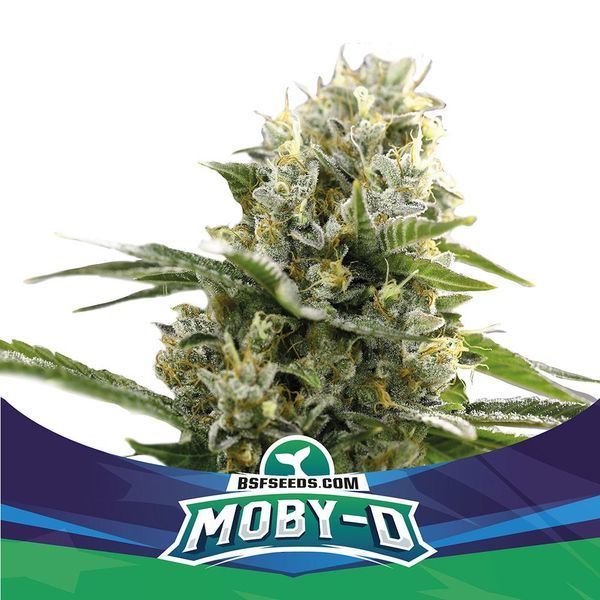 Moby-D XXL Auto (BSF Seeds) Feminiserede