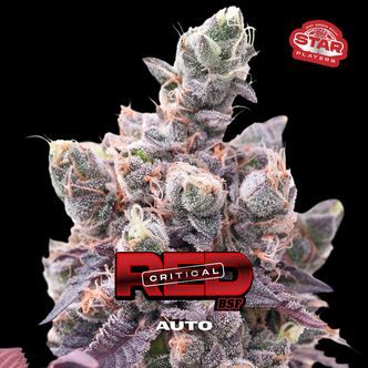 Red Critical Auto (BSF Seeds) feminiserede