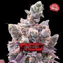 Red Critical Auto (BSF Seeds) Feminiserede