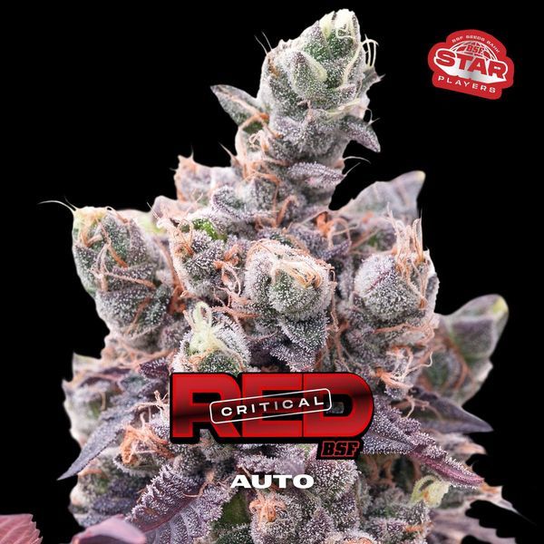 Red Critical Auto (BSF Seeds) Feminiserede