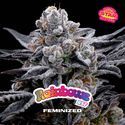Rainbows (BSF Seeds) Feminiserede
