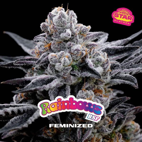 Rainbows (BSF Seeds) Feminiserede