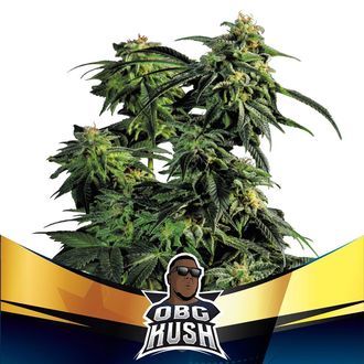 OBG Kush (BSF Seeds) Feminiserede