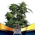 OBG Kush (BSF Seeds) Feminiserede