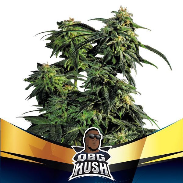 OBG Kush (BSF Seeds) Feminiserede