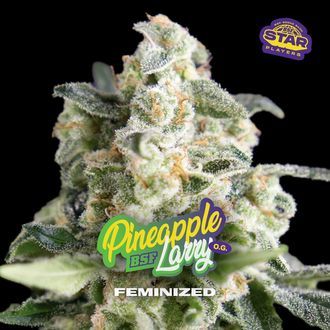 Pineapple Larry OG (BSF Seeds) Feminiserede