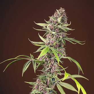 Red Mandarine F1 Fast Version (Sweet Seeds) Feminiserede
