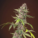 Red Mandarine F1 Fast Version (Sweet Seeds) Feminiserede