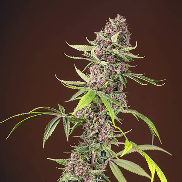 Red Mandarine F1 Fast Version (Sweet Seeds) Feminiserede