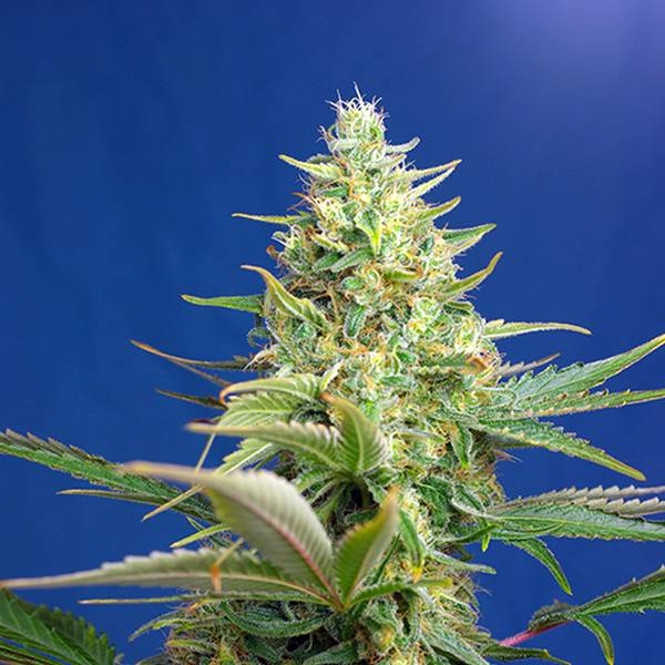 Sweet Pure Auto CBD (Sweet Seeds) Feminiserede