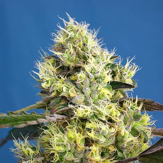 Sweet Gelato Auto (Sweet Seeds) Feminiserede