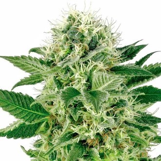 Northern Lights (White Label) Feminiserede