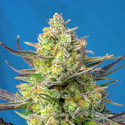 Sweet Cheese XL Auto (Sweet Seeds) Feminiserede