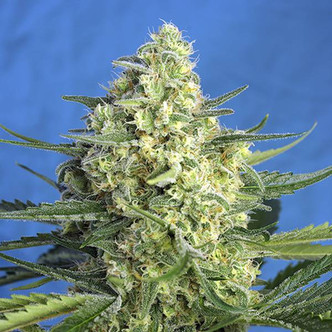 Jack 47 XL Auto (Sweet Seeds) feminiserede