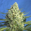 Jack 47 XL Auto (Sweet Seeds) Feminiserede