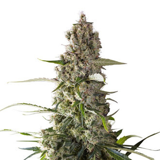 Prima Holandica (Super Sativa Seed Club) regulær