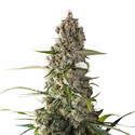 Prima Holandica (Super Sativa Seed Club) regulær