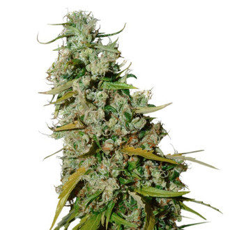 Kees’ Old School Haze (Super Sativa Seed Club) Regulær