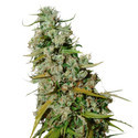 Kees’ Old School Haze (Super Sativa Seed Club) Regulær