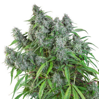 Frosty Friday (Super Sativa Seed Club) regulær