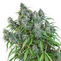 Frosty Friday (Super Sativa Seed Club) regulær