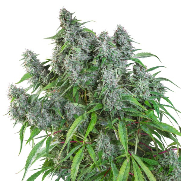 Frosty Friday (Super Sativa Seed Club) regulær