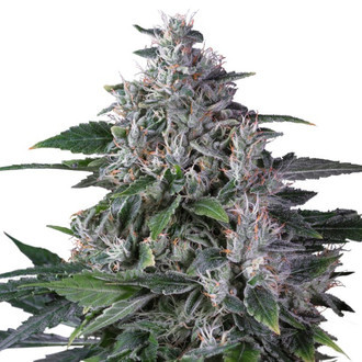 Karel's Haze (Super Sativa Seed Club) regulær