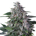 Karel's Haze (Super Sativa Seed Club) regulær