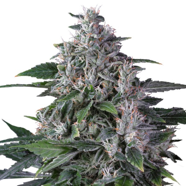 Karel's Haze (Super Sativa Seed Club) regulær