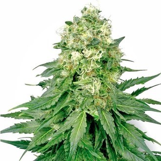 White Widow (White Label) Feminiserede