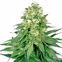 White Widow (White Label) Feminiserede
