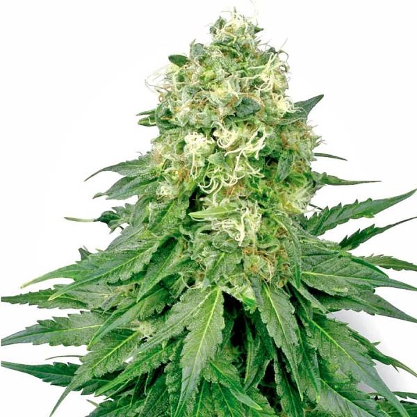 White Widow (White Label) Feminiserede