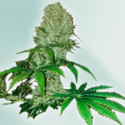Cure CBD (VIP Seeds) Feminiserede