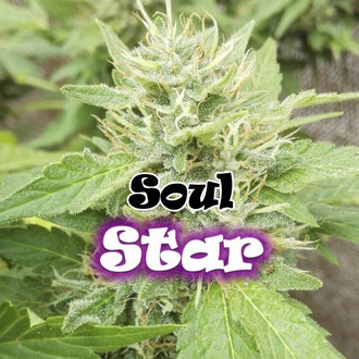 Soul Star (Dr. Underground) Feminiserede
