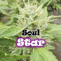 Soul Star (Dr. Underground) Feminiserede