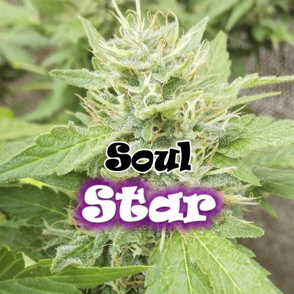 Soul Star (Dr. Underground) Feminiserede
