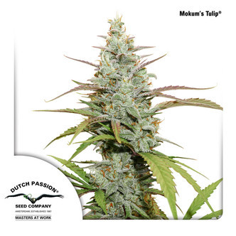 Mokum's Tulip (Dutch Passion) feminiserede cannabisfr&oslash;