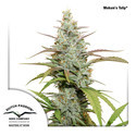 Mokum's Tulip (Dutch Passion) Feminiserede