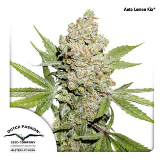 Auto Lemon Kix (Dutch Passion) feminiserede