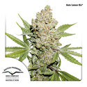Auto Lemon Kix (Dutch Passion) Feminiserede