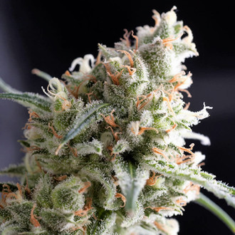 Kukulkan (Pyramid Seeds) Feminiserede