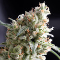 Kukulkan (Pyramid Seeds) Feminiserede