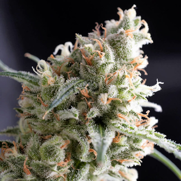 Kukulkan (Pyramid Seeds) Feminiserede