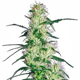 Purple Haze (White Label) Feminiserede