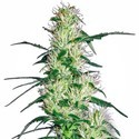 Purple Haze (White Label) Feminiserede