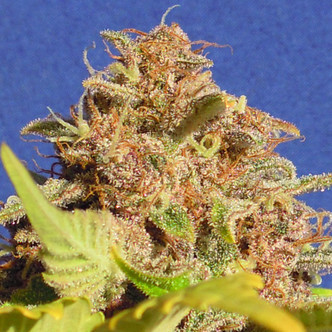 Wedding Cake Auto (Original Sensible Seeds) feminiserede