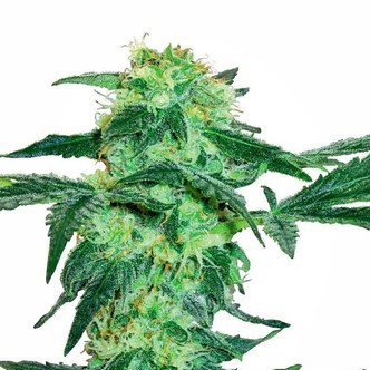 White Ice (White Label) feminiserede cannabisfr&oslash;