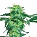 White Ice (White Label) Feminiserede